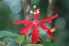 Passiflora glandulosa