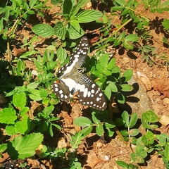 Papilio demoleus