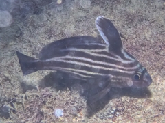 Pareques acuminatus