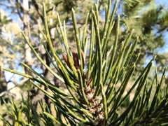 Pinus cembroides