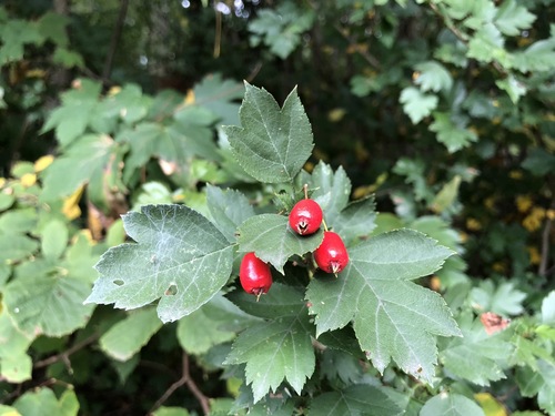 Eingriffeliger Weißdorn (Crataegus monogyna): Herkunft und Verwendung — foto 5