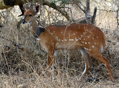 Tragelaphus sylvaticus