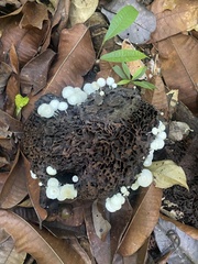 Favolaschia manipularis