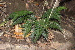 Polystichum neozelandicum