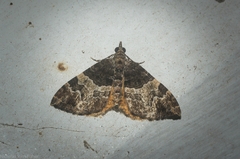 Chrysolarentia phaedra