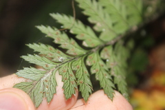 Polystichum neozelandicum
