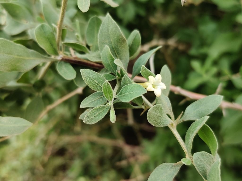 Arabian boxthorn