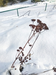 Hylotelephium maximum maximum