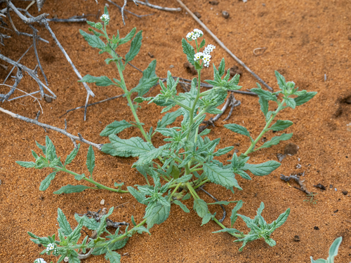 Heliotropium bacciferum image