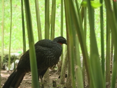 Penelope superciliaris