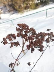 Hylotelephium maximum maximum