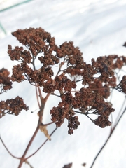 Hylotelephium maximum maximum