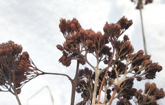 Hylotelephium maximum maximum