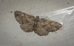 Boarmia curtaria
