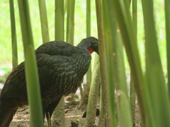 Penelope superciliaris