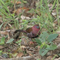 Hypargos margaritatus