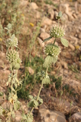 Marrubium