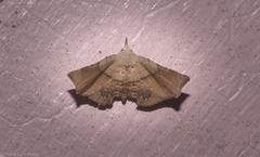 Esthlodora versicolor