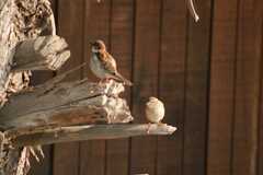 Passer domesticus