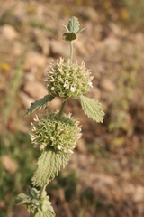 Marrubium