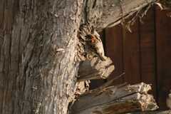 Passer domesticus