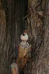 Passer domesticus