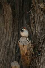 Passer domesticus