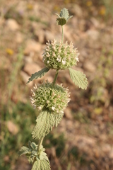 Marrubium