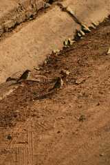 Passer domesticus