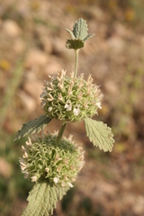 Marrubium