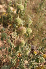Marrubium