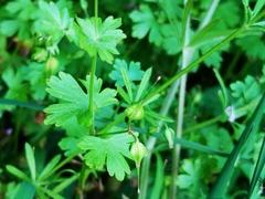 Geranium lucidum