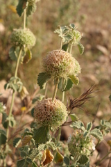 Marrubium