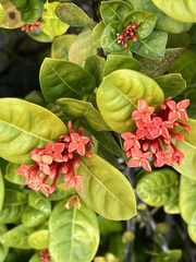 Ixora chinensis