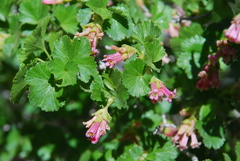 Ribes cereum cereum