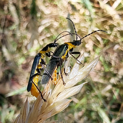 Chauliognathus lugubris