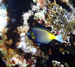 Acanthurus japonicus