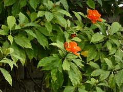 Leuenbergeria bleo