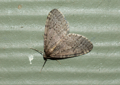 Operophtera