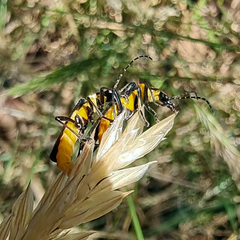 Chauliognathus lugubris