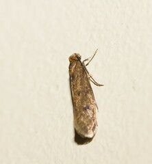 Tinea pellionella