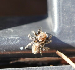 Maratus griseus