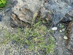 Eragrostis barrelieri