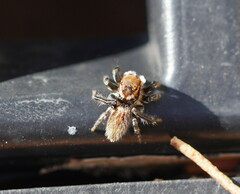 Maratus griseus