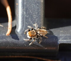 Maratus griseus