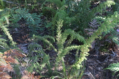 Pultenaea hispidula