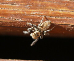 Maratus griseus
