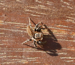 Maratus griseus