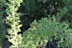 Pultenaea hispidula