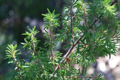 Pultenaea hispidula